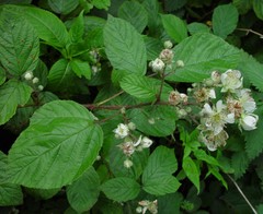 Rubus newbouldii