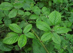Rubus newbouldii