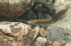 Pterocryptis anomala