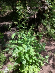 Scrophularia scopolii