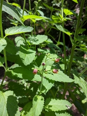 Scrophularia scopolii