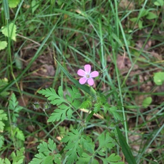 Geranium robertianum