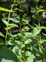 Scrophularia scopolii