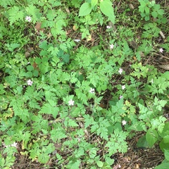 Geranium robertianum