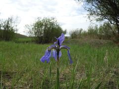 Iris sanguinea