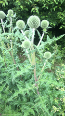 Echinops sphaerocephalus