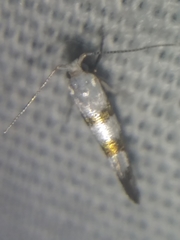 Argyresthia oreasella