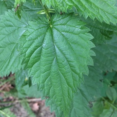 Urtica dioica