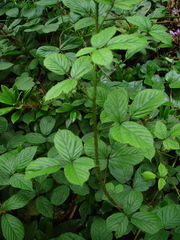 Rubus newbouldii
