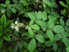 Rubus newbouldii
