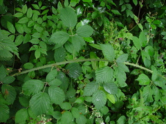 Rubus criniger