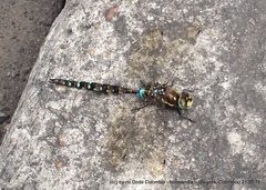 Rhionaeschna marchali