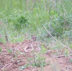 Emberiza chrysophrys