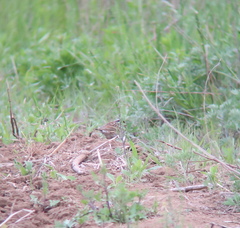 Emberiza chrysophrys