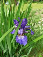 Iris sanguinea