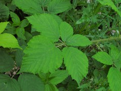 Rubus criniger