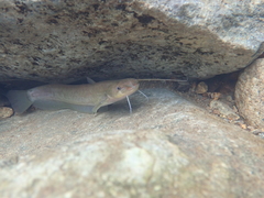 Pterocryptis anomala