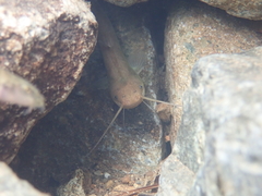 Pterocryptis anomala