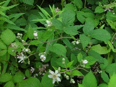 Rubus criniger
