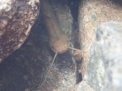 Pterocryptis anomala