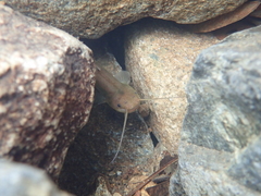 Pterocryptis anomala