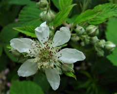 Rubus criniger