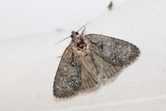 Acronicta retardata