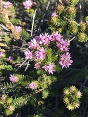 Phylica gnidioides