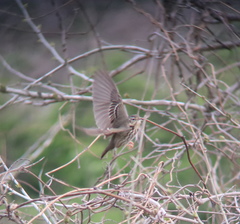Anthus hodgsoni