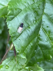 Minettia longipennis