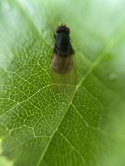 Minettia longipennis