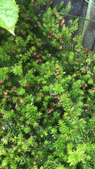 Erica carnea