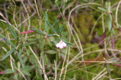 Andromeda polifolia glaucophylla