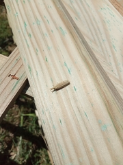 Ematheudes punctella