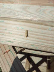 Ematheudes punctella