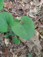 Aristolochia macrophylla