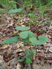 Aristolochia macrophylla