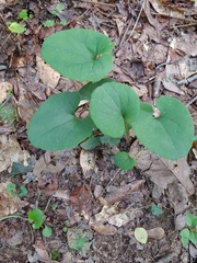 Aristolochia macrophylla
