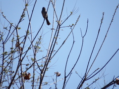 Spizella atrogularis