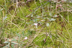 Andromeda polifolia glaucophylla