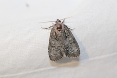 Acronicta retardata