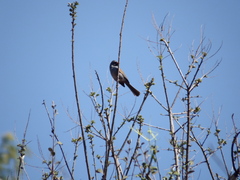 Spizella atrogularis