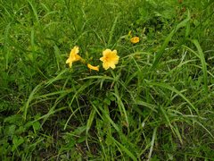 Hemerocallis lilioasphodelus