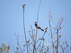 Spizella atrogularis