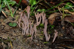 Clavulina vinaceocervina