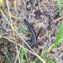 Rossiulus kessleri