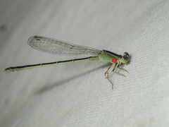 Agriocnemis minima