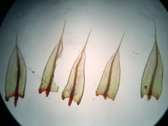 Ptychostomum imbricatulum