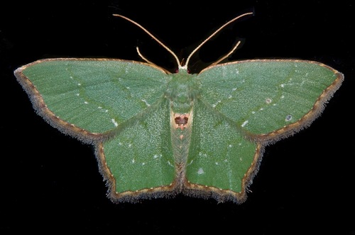 Chloropteryx tepperaria (Hulst, 1886)