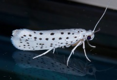 Yponomeuta multipunctella